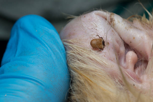 istock small tick attached to the ear cat