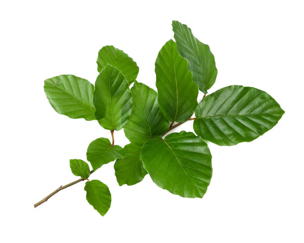 ramo di faggio - beech leaf foto e immagini stock