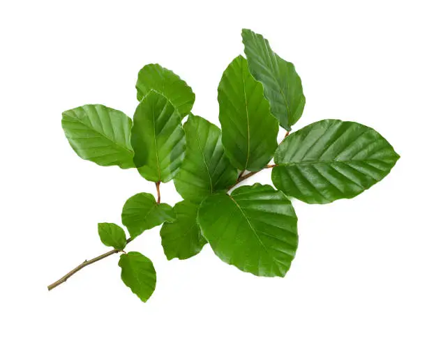 Beech branch with leaves isolated on white background