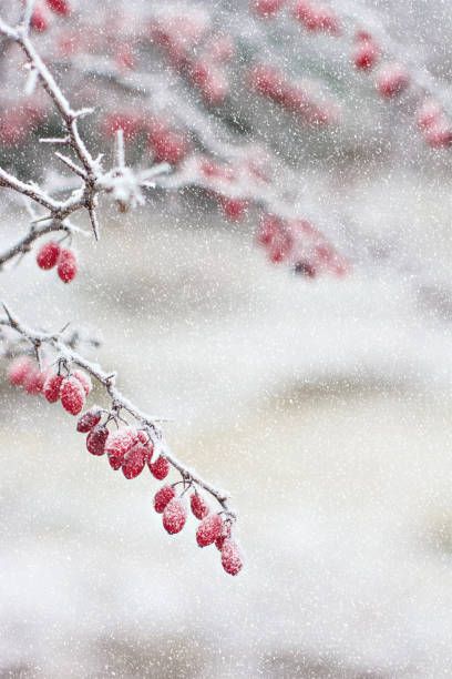 Berries of barberry. Barberry on the branch. Barberry in frost on branches. Berries of barberry. Barberry on the branch. Barberry in frost on branches. Winter background. april showers may flowers stock pictures, royalty-free photos & images