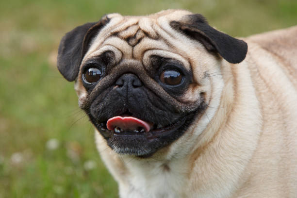 istock Pug dog in the garden 1094087462