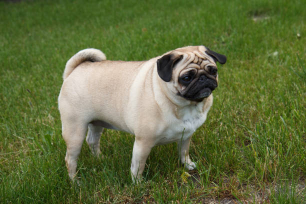 istock Pug dog in the garden 1094087612