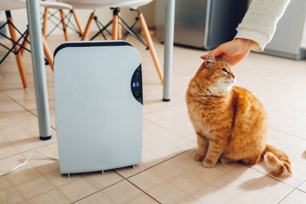 istock Dehumidifier with touch panel, humidity indicator, uv lamp, air ionizer, water container works at home. Air dryer 1094087646