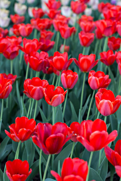 istock Field, flower bed with pink tulips 1094089496