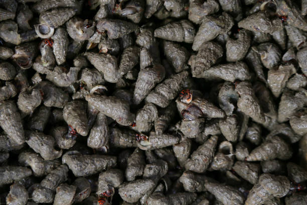 istock Black periwinkles at a local fish market 1094089996