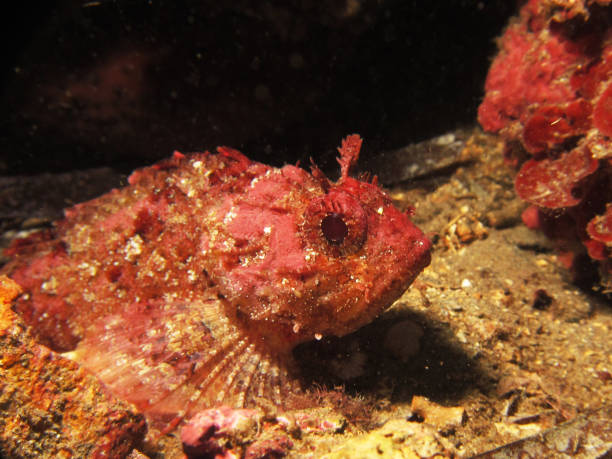 istock Scorpaenidae or scorpionfish 1094095870