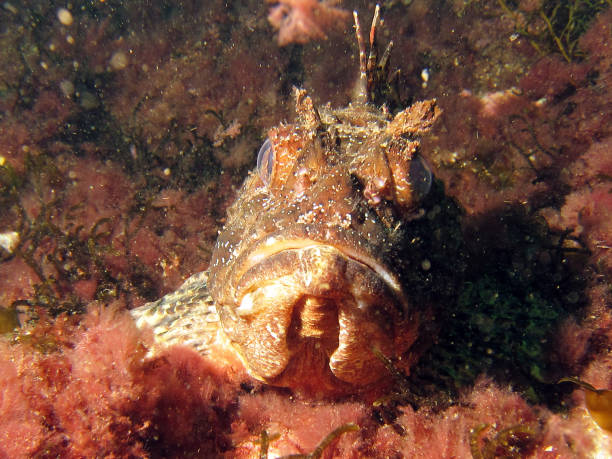 istock Scorpaenidae or scorpionfish 1094096106