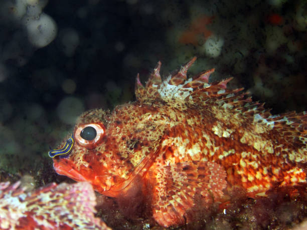 istock Scorpaenidae or scorpionfish 1094096168