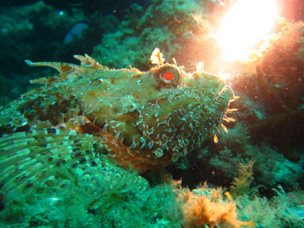 istock Scorpaenidae or scorpionfish 1094096284