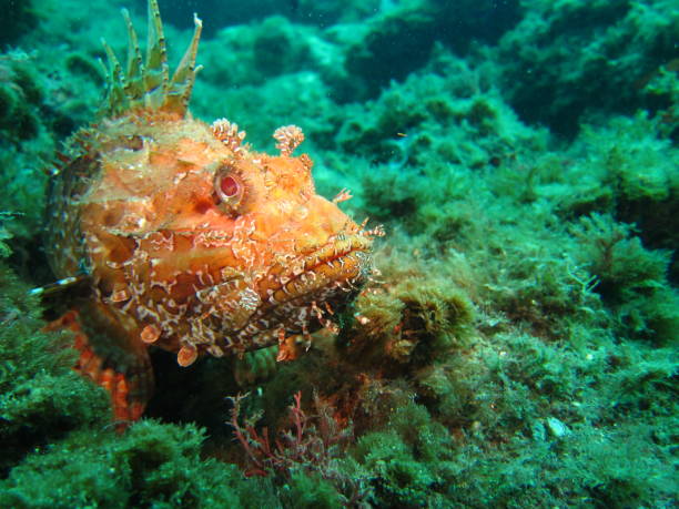 istock Scorpaenidae or scorpionfish 1094096354
