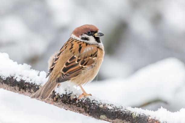 ringmus - sparrows stockfoto's en -beelden
