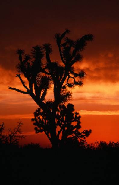 Joshua burning A fiery colored sunset in the distant Arizona landscape leaves a Joshua tree in silhouette sunset cloudscape cloud arizona stock pictures, royalty-free photos & images