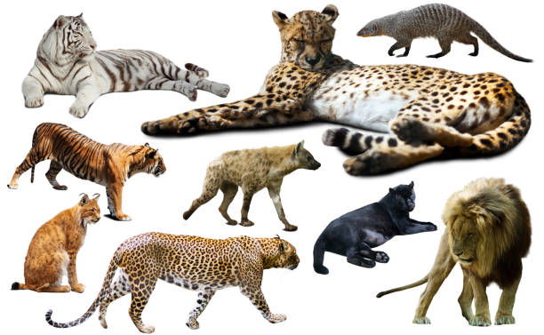 Set of wild mammals isolated over white