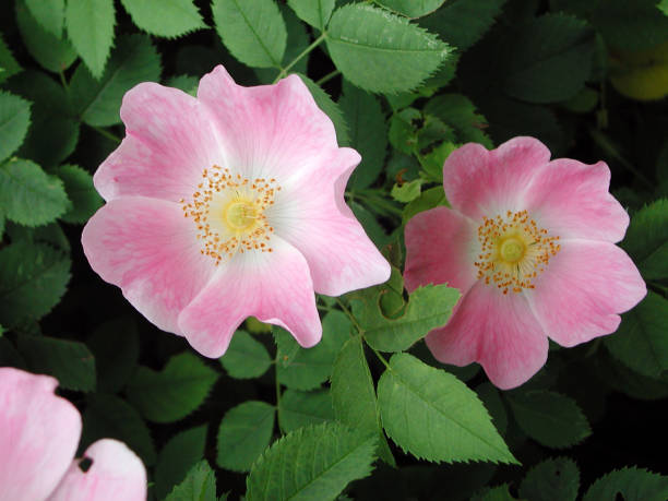 Canine rose pink flower of Rosa canina shrub rosa canina stock pictures, royalty-free photos & images