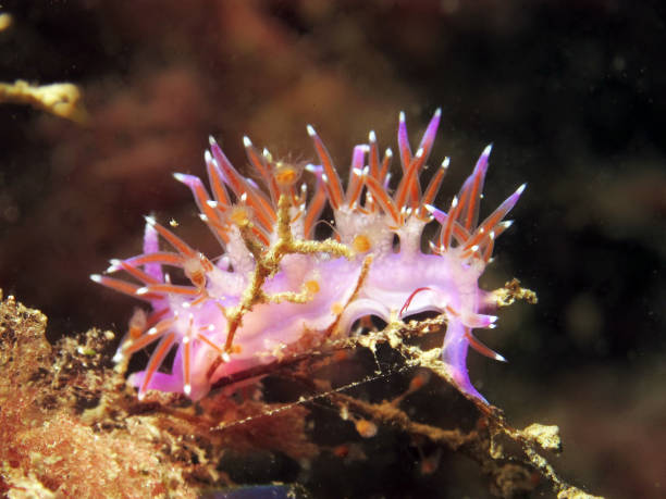 istock Beatiful nudibranch called flabellina 1094102052