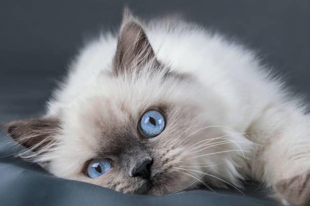 青い目のふわふわ子猫。クローズ アップ。 - rag doll ストックフォトと画像