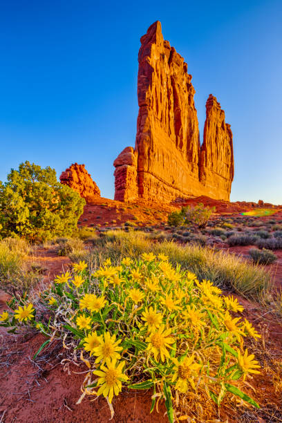Arches National Park Courthouse Towers formation in Arches National Park, Utah natural bridges national park photos stock pictures, royalty-free photos & images