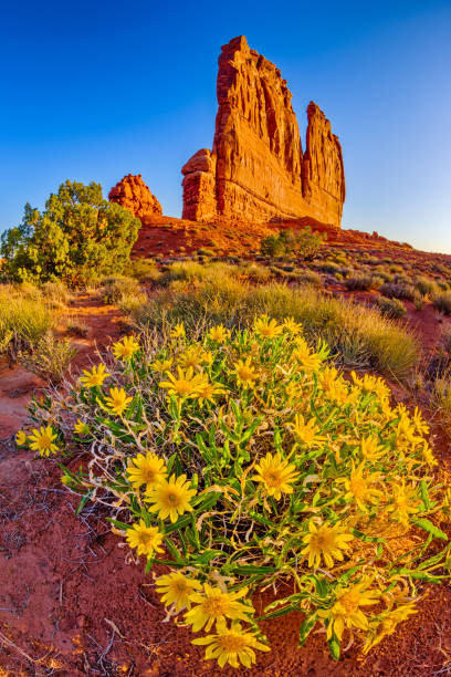 parque nacional de arches - disappearing nature vertical florida - fotografias e filmes do acervo