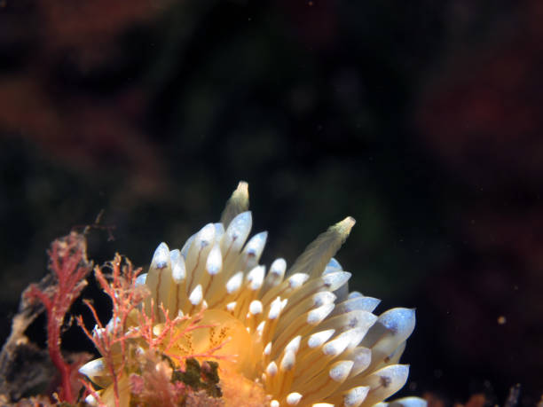 istock Nudibranch called Janolus Cristatus 1094104232