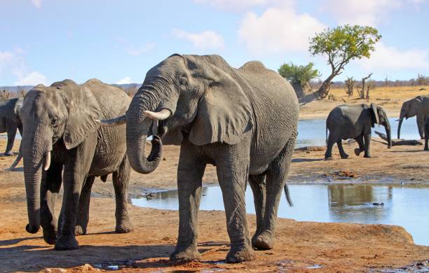 stado słoni blisko picia z obozu waterhole w hwange national park - hwange national park zdjęcia i obrazy z banku zdjęć