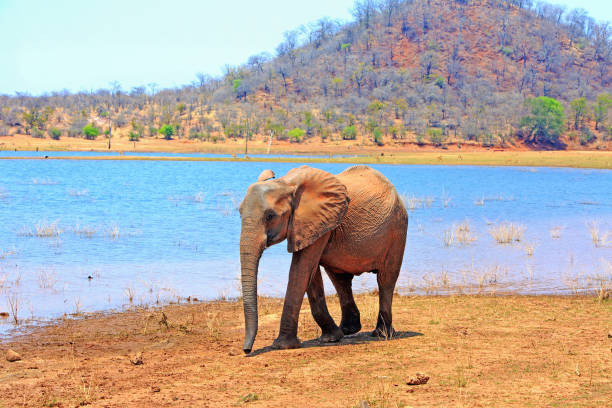 A Lone African Elephant standing on the waters edge of Lake Kariba, Zimbabwe African Elephant walking on the shoreline of Lake Kariba with a mountainous and Lake background.  Matusadona National Park, Zimbabwe, Southern Africa lake kariba stock pictures, royalty-free photos & images
