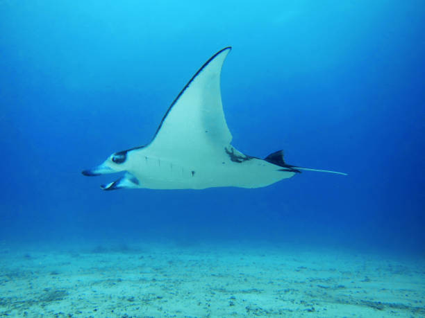 istock Giant oceanic manta ray 1094105052