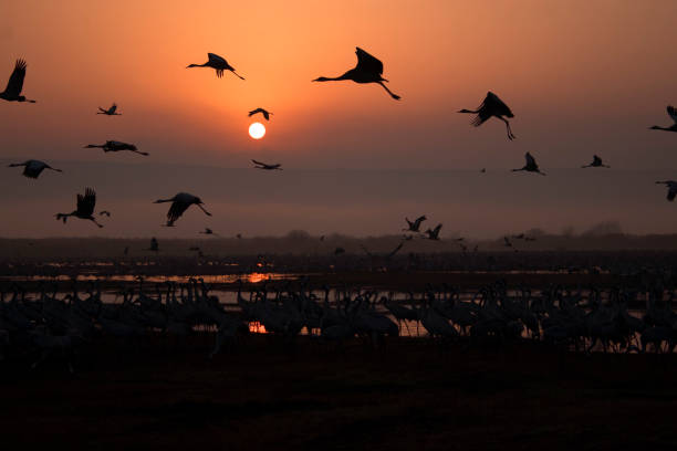 istock A flock of Migratory birds on the lake 1094105088