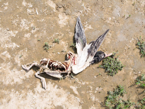 Pato Muertos En La Playa - Banco de fotos e imágenes de stock - iStock Pato Muertos En La Playa - Banco de fotos e imágenes de stock - iStock