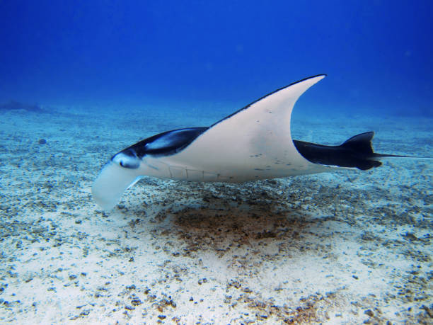 istock Giant oceanic manta ray 1094105290