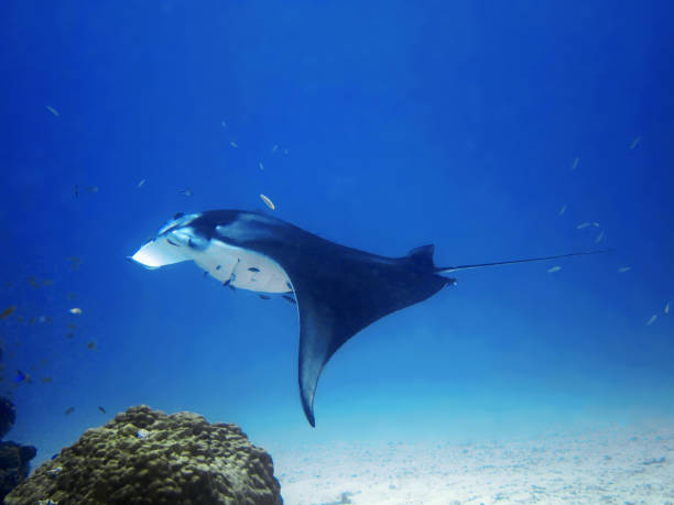 istock Giant oceanic manta ray 1094105400