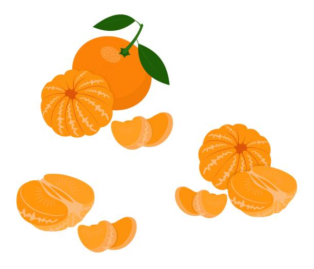 мандарин, мандарин, клементина с листьями, изолированными на белом фоне. цитрус. иллюстрация вектора - peeled stock illustrations