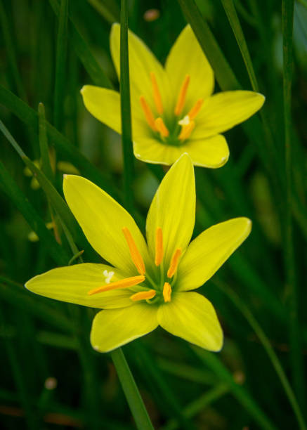 bellissimi fiori zefiranthes giallo brillante - zephyranthes lily foto e immagini stock