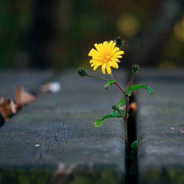 istock romantic yellow flowers decoration in the gaden 1094108294