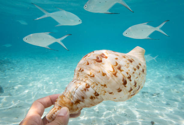 istock Hand holding Seashell with Reef Fish, Maldives 1094108318