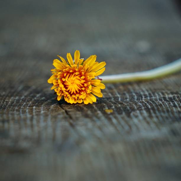 istock romantic yellow flowers decoration in the gaden 1094108336