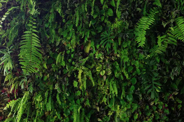 Vertical garden nature backdrop, living green wall of devil's ivy, ferns, philodendron, peperomia, inch plant and different varieties tropical rainforest foliage plants on dark background.