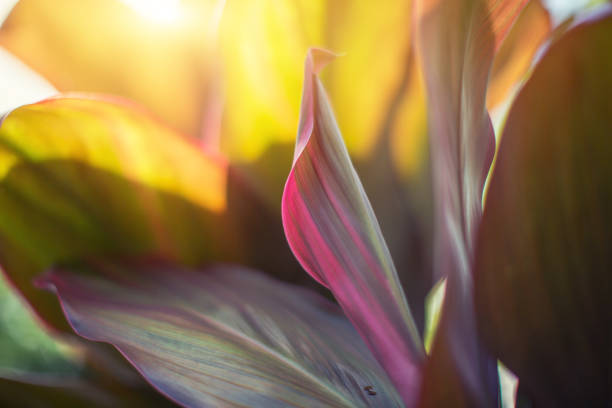 Plant Detail