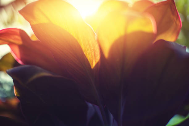 Abstract background with tropical leaves and the sun
