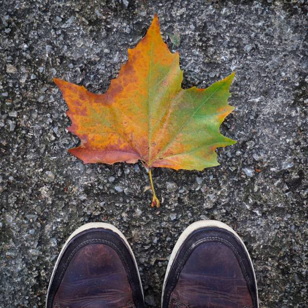 istock beautiful brown tree leaf in the nature 1094115878