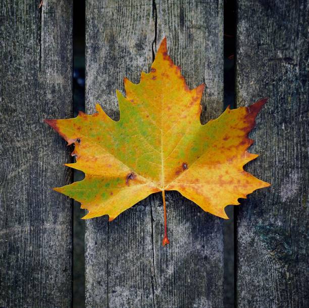 istock beautiful brown tree leaf in the nature 1094115940