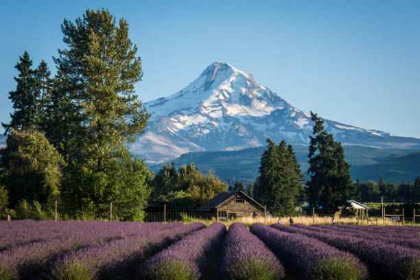 Lavender flower field near Mt. Hood in Oregon, with an abandoned barn. stock photo