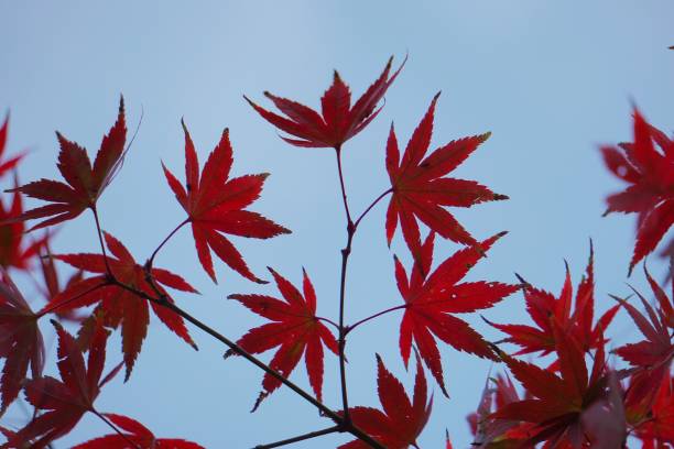istock beautiful red tree leaves in the nature 1094117498