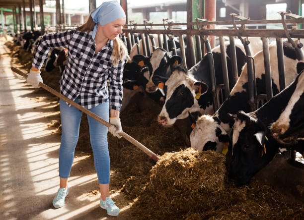 istock Woman working on dairy farm 1094118790