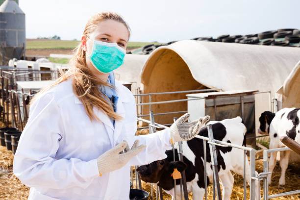 istock Veterinarian inspecting calves in dairy farm 1094118810