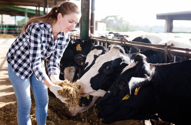 istock Woman working on dairy farm 1094118828
