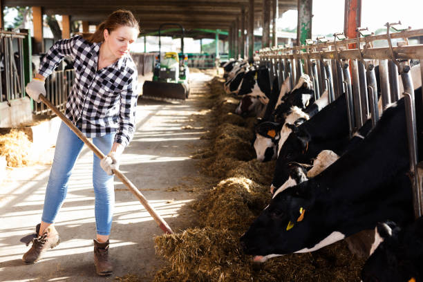 istock Woman working on dairy farm 1094118830