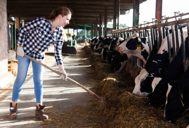 istock Woman working on dairy farm 1094118850