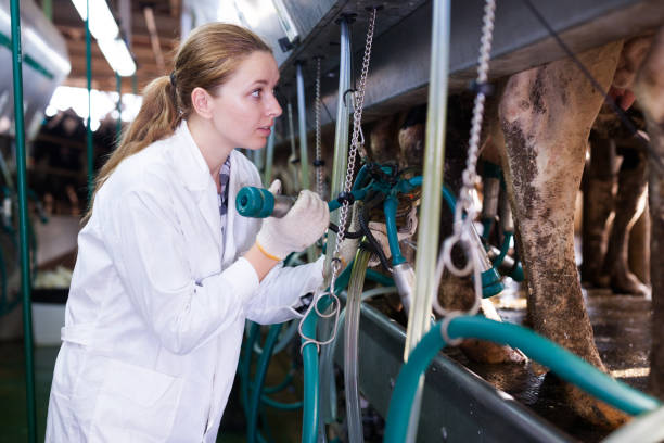 istock Woman working at milking line 1094118854