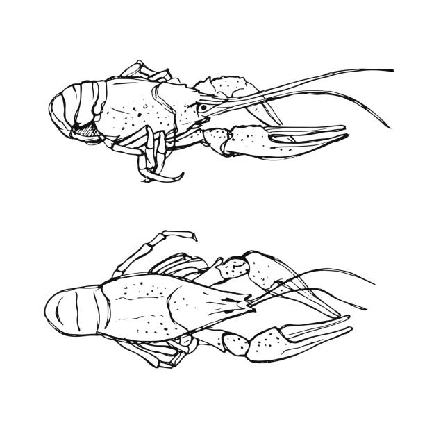 ilustrações, clipart, desenhos animados e ícones de desenho monocromático de lagostas. mão de ilustrações desenhadas sobre fundo branco - crayfish