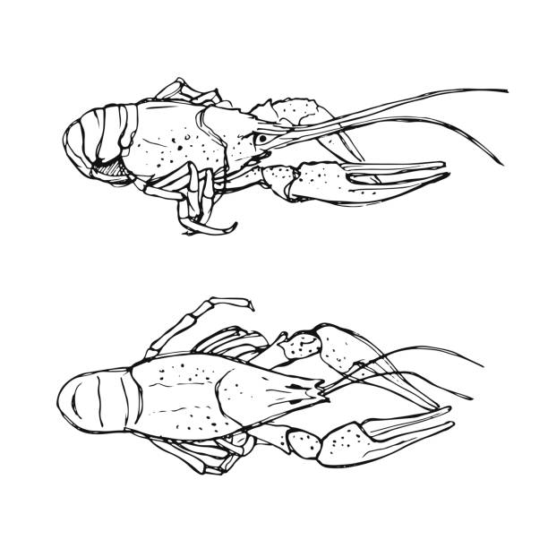 монохромный эскиз раков. нарисованная вручную иллюстрация на белом фоне - crayfish stock illustrations
